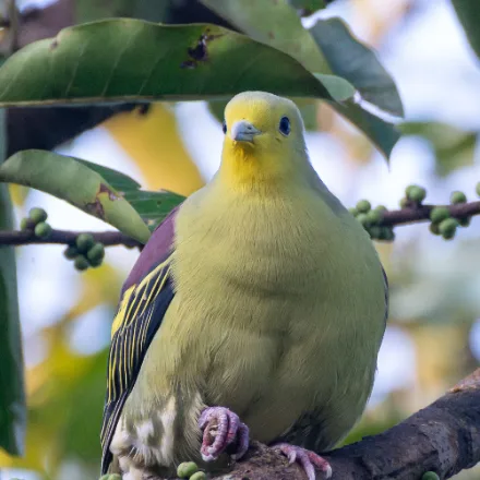 Sri Lanka Green Pigeon