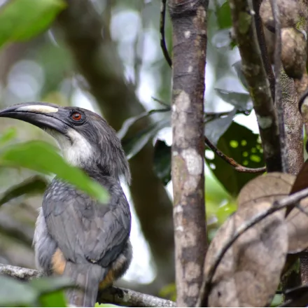 Sri Lanka Grey Hornbill