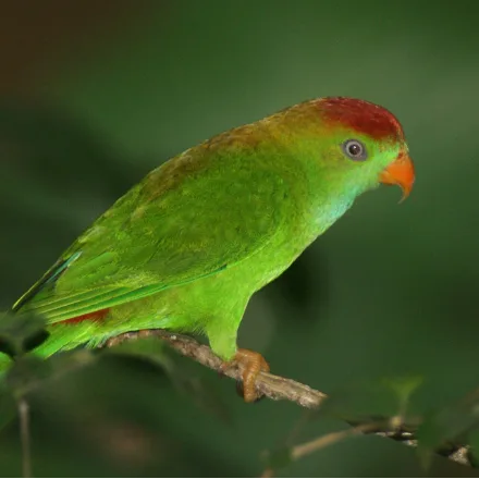 Sri Lanka Hanging Parrot