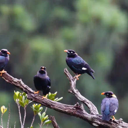 Sri Lanka Hill Myna