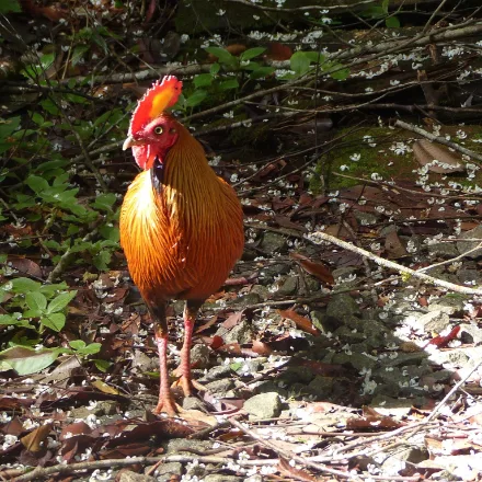 Sri Lanka Junglefowl
