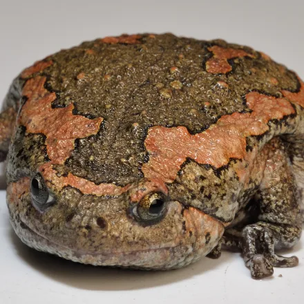 Sri Lanka Narrow-mouthed Frog