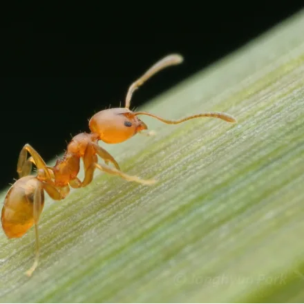Sri Lanka Relict Ant