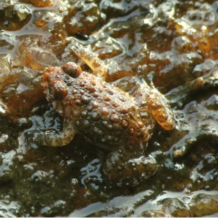 Sri Lanka Rock Frog