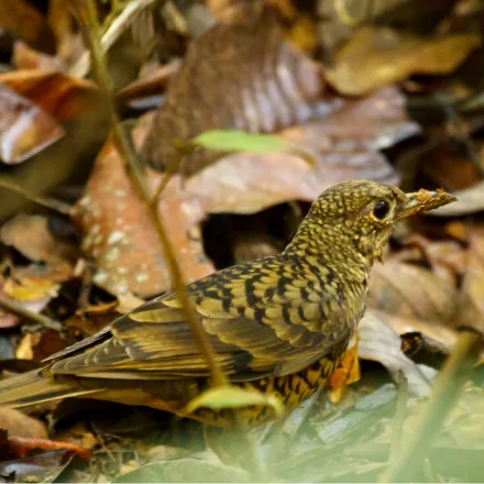 Sri Lanka Scaly Thrush
