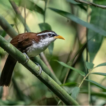 Sri Lanka Scimitar Babbler
