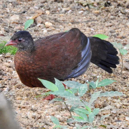 Sri Lanka Spurfowl
