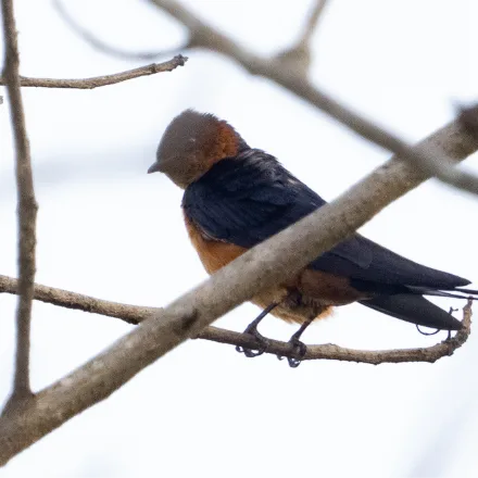 Sri Lanka Swallow