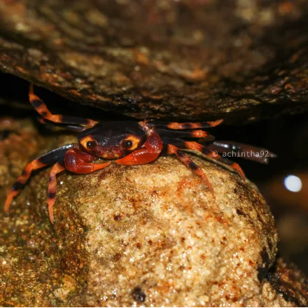 Sri Lanka Tree Crab