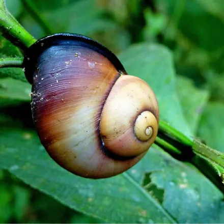 Sri Lanka Tree Snail