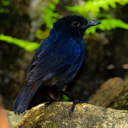 Sri Lanka Whistling Thrush