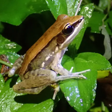 Sri Lanka Wood Frog