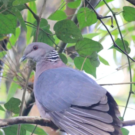 Sri Lanka Wood Pigeon