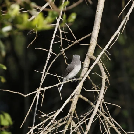 Sri Lanka Woodshrike