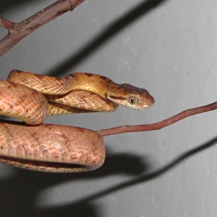 Sri Lankan Cat Snake