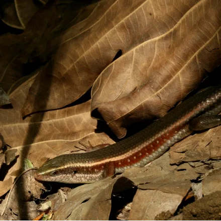 Sri Lankan Common Skink