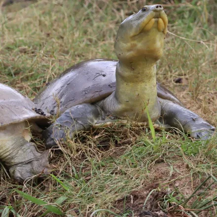 Sri Lankan Flapshell Turtle