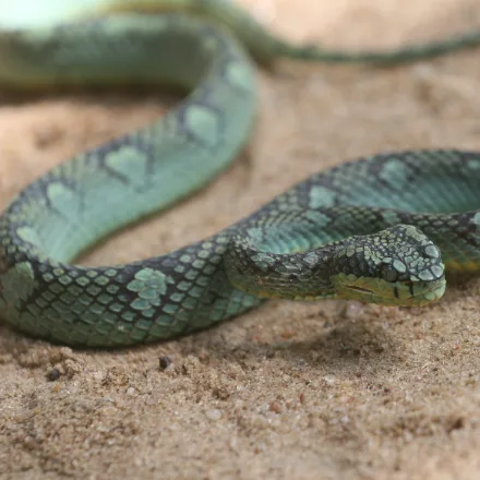 Sri Lankan Green Pit Viper