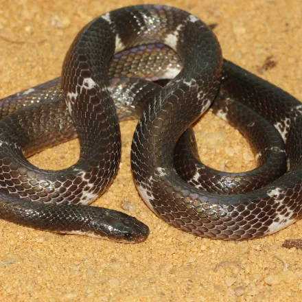 Sri Lankan Krait