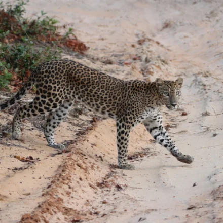 Sri Lankan leopard walking across open sand in dry zone scrub, showing the heavy build and close-set rosettes of the island subspecies.