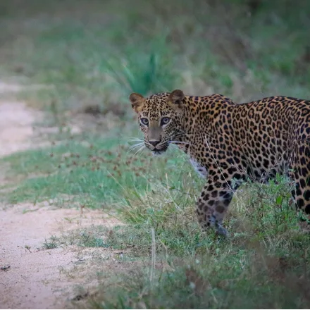 Sri Lankan Leopard