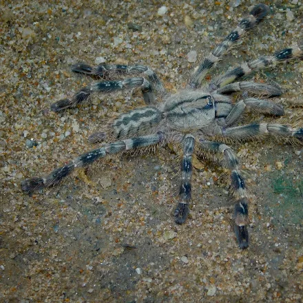 Sri Lankan Ornamental Tarantula