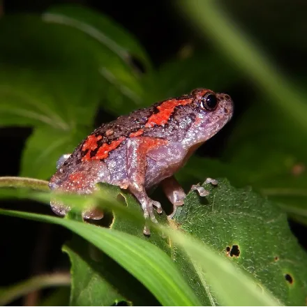 Sri Lankan Painted Frog