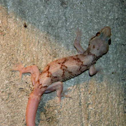 Sri Lankan Termite Hill Gecko