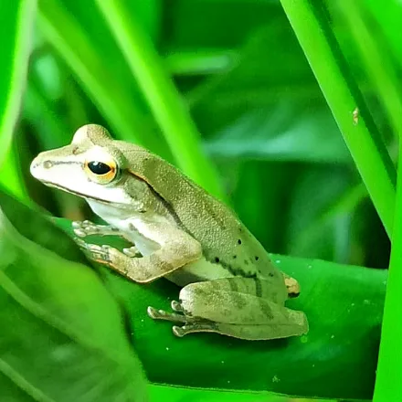 Starry Shrub Frog