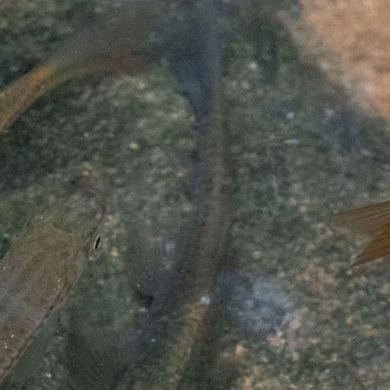 Stone Sucker