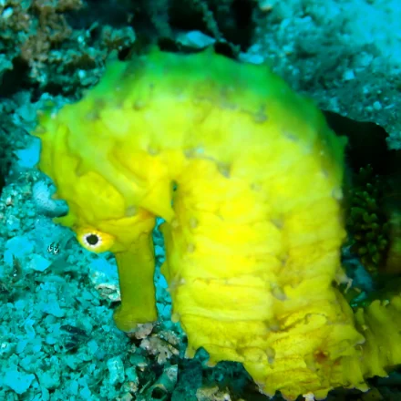 A tigertail seahorse, bright yellow against a turquoise reef, its tail curled around the growth it is clinging to.