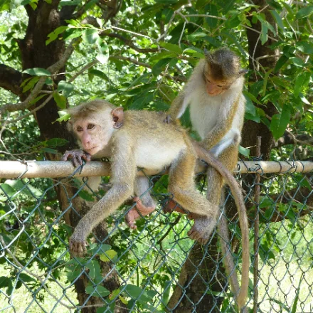 Toque Macaque