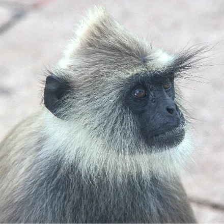 Tufted Grey Langur