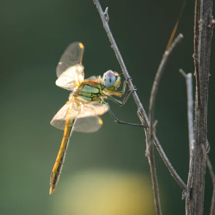 Wandering Glider