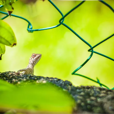 Whistling Lizard