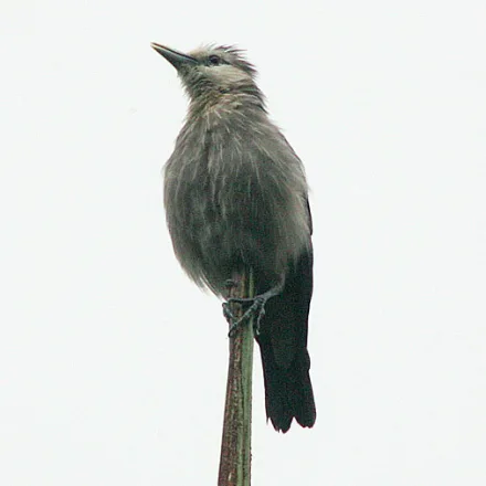 White-faced Starling