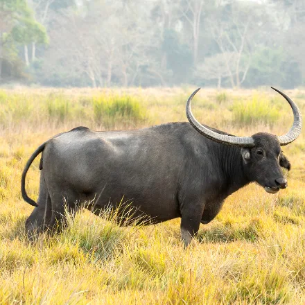 Wild Water Buffalo