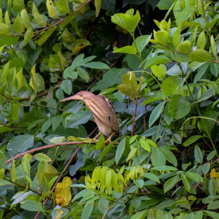 Yellow Bittern