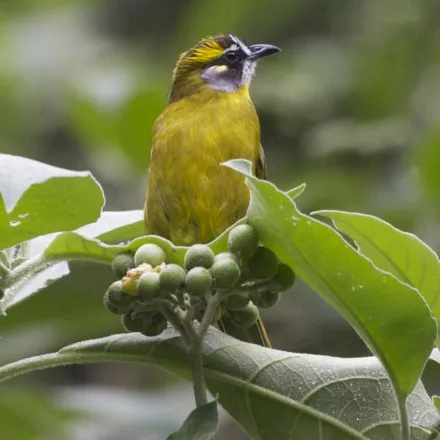 Yellow-eared Bulbul