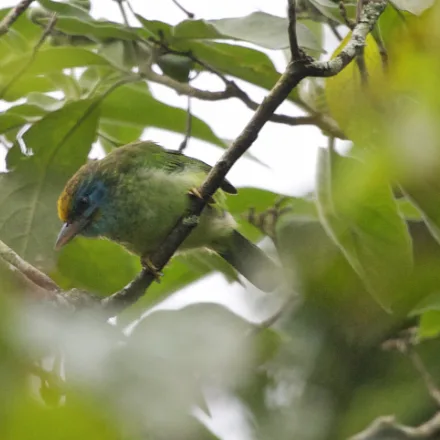 Yellow-fronted Barbet