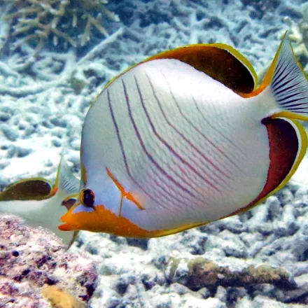 Yellowhead Butterflyfish